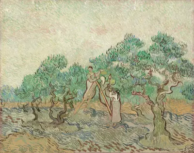 The Olive Orchard